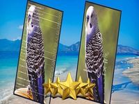 Parakeet Bird Sounds : Budgerigar Sounds Parakeet Bird Sounds : Budgerigar Sounds