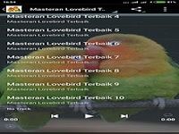 Suara Burung Lovebird Juara Suara Burung Lovebird Juara