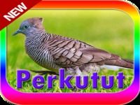 Suara burung perkutut terbaik Suara burung perkutut terbaik