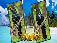 Asian Koel Bird Sounds : Asian Koel Song Asian Koel Bird Sounds : Asian Koel Song