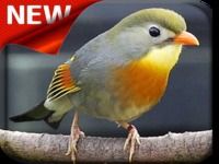 Canto De Rouxinol Canto De Rouxinol