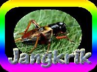 MP3 SUARA JANGKRIK MP3 SUARA JANGKRIK
