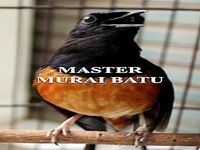 Master Murai Batu Master Murai Batu