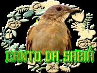 Sabiá laranjeira canto clássic Sabiá laranjeira canto clássic