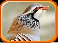 Canto de Perdiz Cantando Canto de Perdiz Cantando