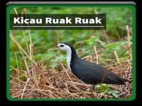 Kicau Suara Burung Ruak Ruak Kicau Suara Burung Ruak Ruak