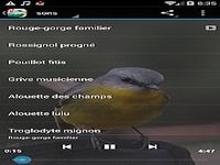Chants d'oiseaux Chants d'oiseaux