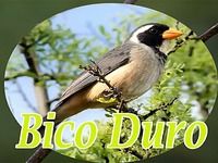 CANTO BICO DURO FÚRIA CRIADOR BATUQUEIRO CANTO BICO DURO FÚRIA CRIADOR BATUQUEIRO