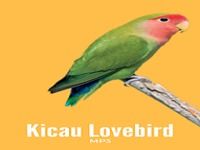 MP3 Kicau Burung Lovebird MP3 Kicau Burung Lovebird