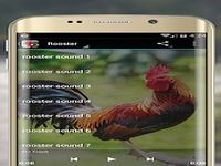 Le chant du Coq Le chant du Coq
