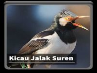 Kicau Suara Burung Jalak Suren Kicau Suara Burung Jalak Suren