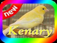 Suara Kenari Terbaik dan Terlengkap Mp3 Suara Kenari Terbaik dan Terlengkap Mp3