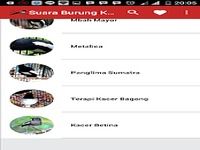 Suara Burung Kacer Juara Suara Burung Kacer Juara