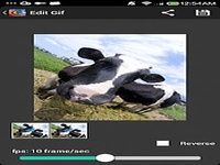 GIF Camera GIF Camera