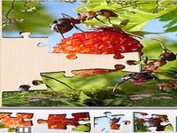 Live Jigsaws - Ant Farm Live Jigsaws - Ant Farm