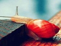 Snail Puzzle Snail Puzzle