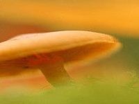 Mushroom Puzzle Mushroom Puzzle