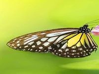 Butterfly Puzzle Butterfly Puzzle