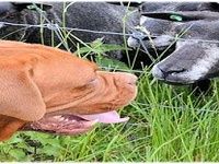 Dogue de Bordeaux Puzzle Dogue de Bordeaux Puzzle