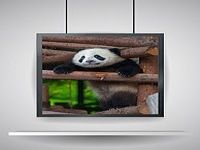 Animals Puzzle: Panda Animals Puzzle: Panda