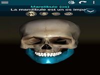Système osseux 3D (anatomie) Système osseux 3D (anatomie)