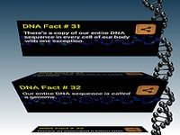 DNA Facts DNA Facts