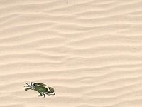 Crabe Crabe