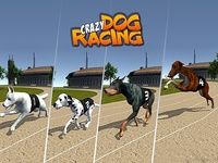 Fou Dog Racing Fou Dog Racing