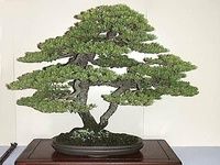 Hapon Bonsai Arts Hapon Bonsai Arts