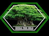 Nouvelles idées d'arbres Bonsai Nouvelles idées d'arbres Bonsai
