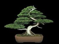 DIY Bonsai Art Ideas DIY Bonsai Art Ideas