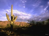Cactus dans le désert Fonds d'écran