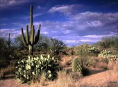Cactus dans le désert 2 Fonds d'écran