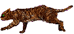 Chat Gifs animés