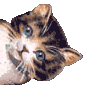 Chat Gifs animés