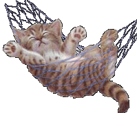 Chat Gifs animés