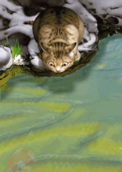 Chat Gifs animés