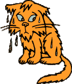 Chat Gifs animés