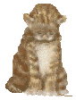 Chat Gifs animés