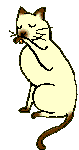 Chat Gifs animés