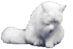 Chat Gifs animés