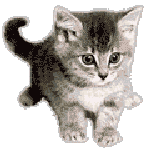 Chat Gifs animés