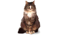 Chat Gifs animés