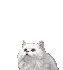 Chat Gifs animés
