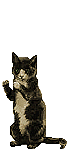 Chat Gifs animés