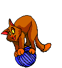 Chat Gifs animés