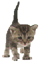 Chat Gifs animés