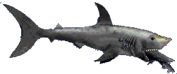 Requin Gifs animés