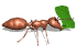 fourmi Gifs animés