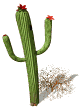 Cactus Gifs animés